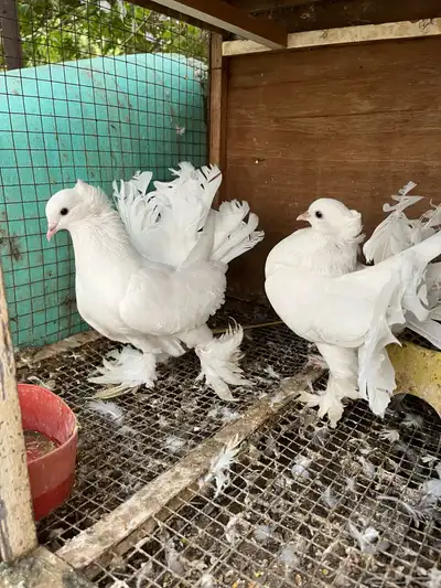 زوج هندي 2