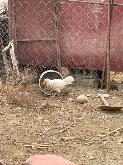 دجاج بلدي 1