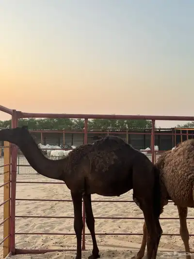 للبيع قعود مجهم للتواصل 1