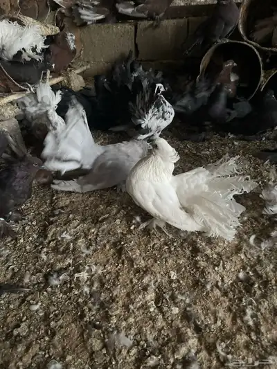 حمام شماسي امريكي جميع الاعما والاوان البيع سمح البيع جمله 5
