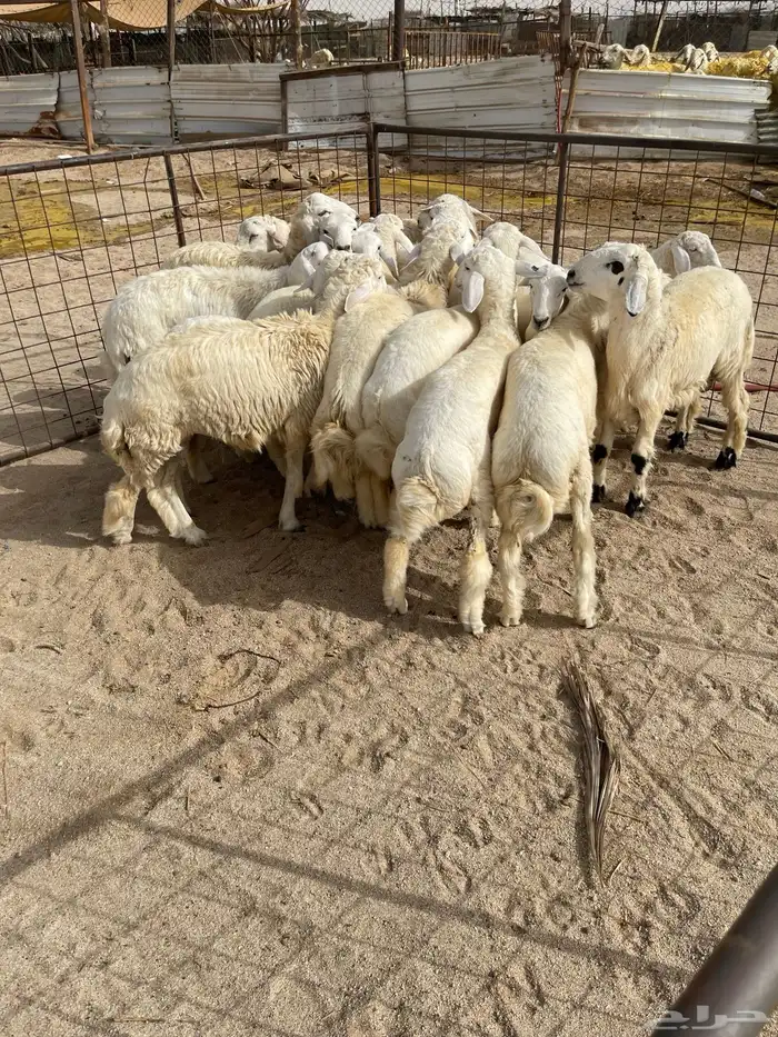 تم البيع بهم حري سمان فل نظيف ذبايح 1