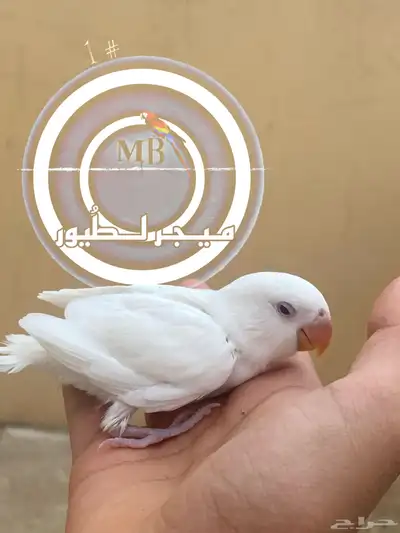 فروخ روز البينو 0