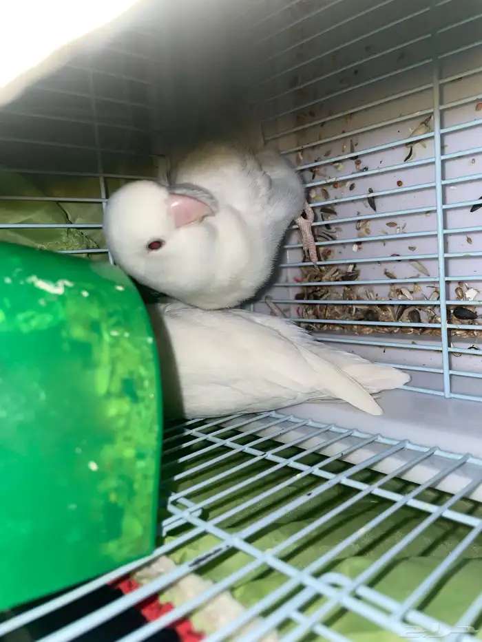 روز البينو اثنتين انثى 2