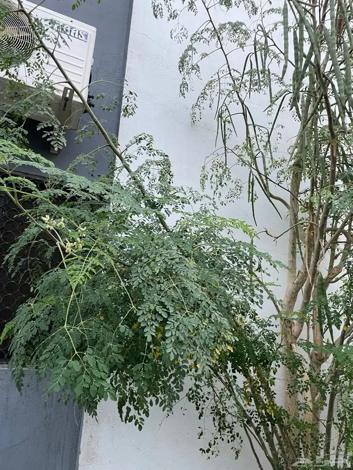 اوراق مورينقا   بذور مورينقا 3