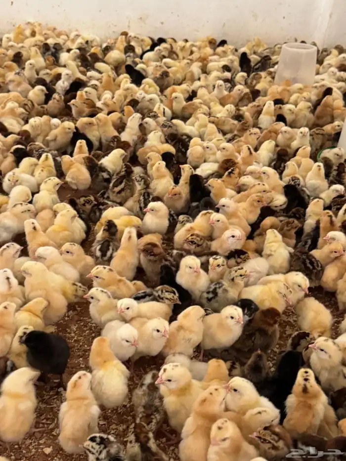 للبيع صوص بلدي وبيض بلدي 0