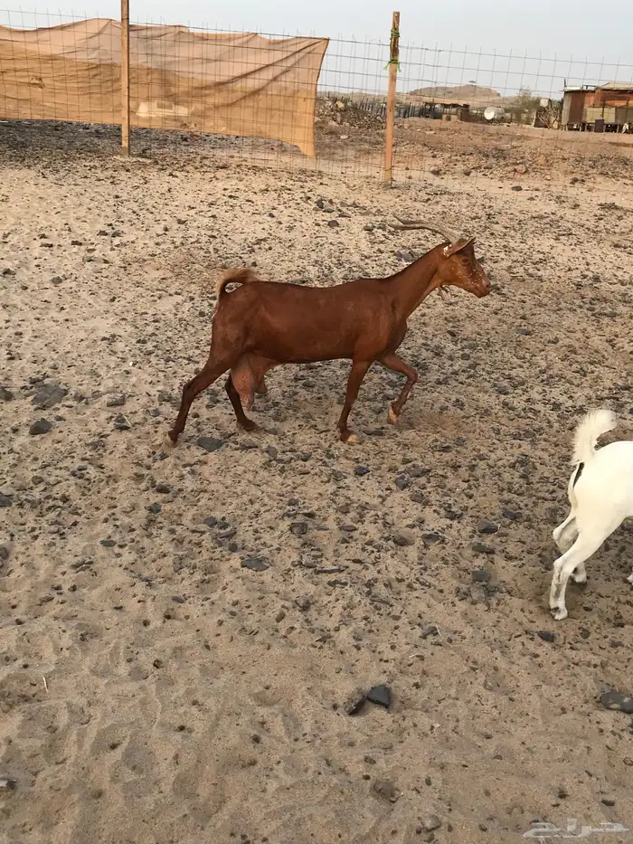 عنز محايلية تحتها3 تم البيع 3