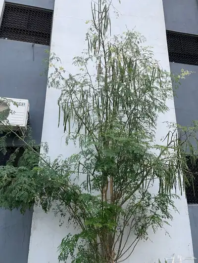 اوراق مورينقا   بذور مورينقا 0