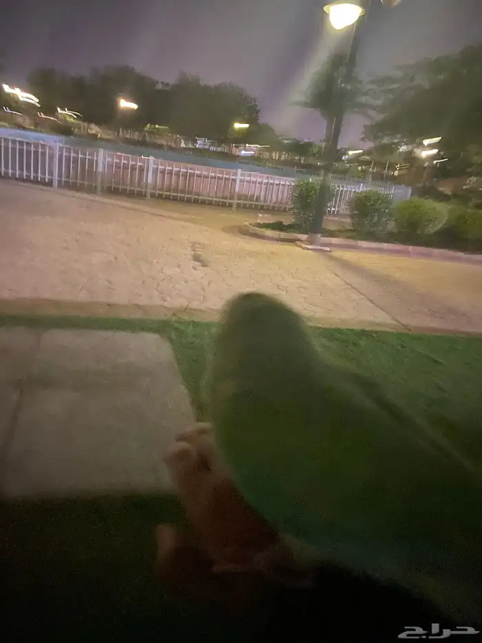 طير هدد دره هندي لطيف 4