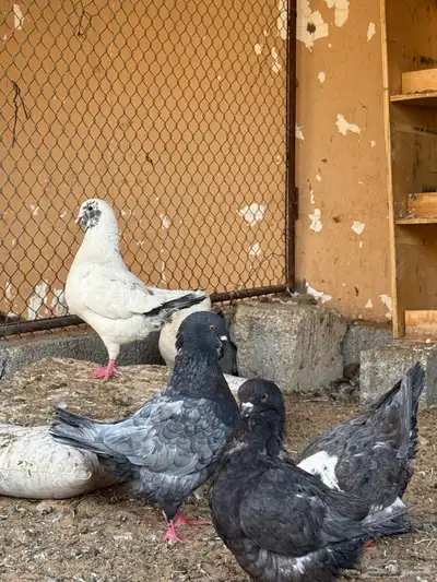 حمام كنق 4