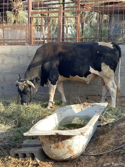 ثور 0