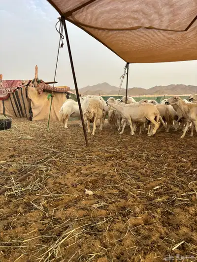 غنم حريه دفيع 25 12