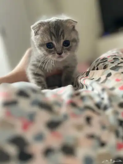 كيتن سكوتش فولد 0