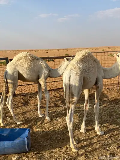 قعدان للبيع 4