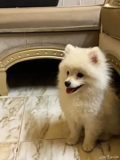 كلب بوميرينيان Pomeranian 6