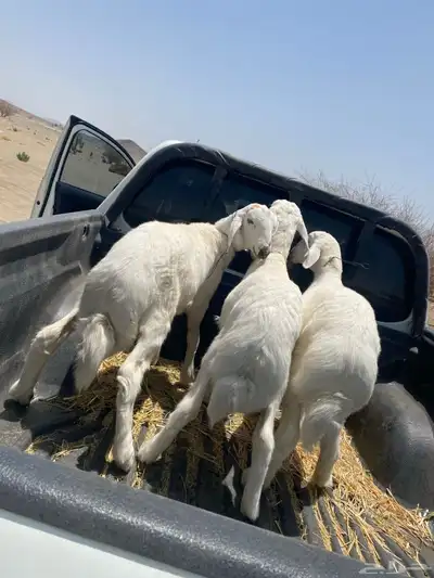 خرفان فاخره 1