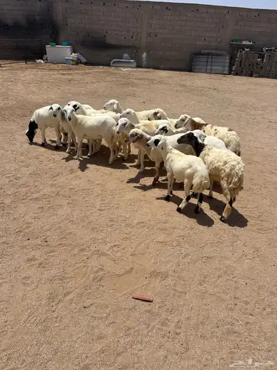 طليان ورخال 5