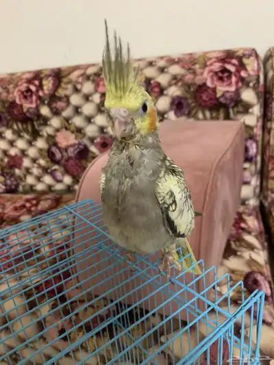 فروخ طيور الكروان 1