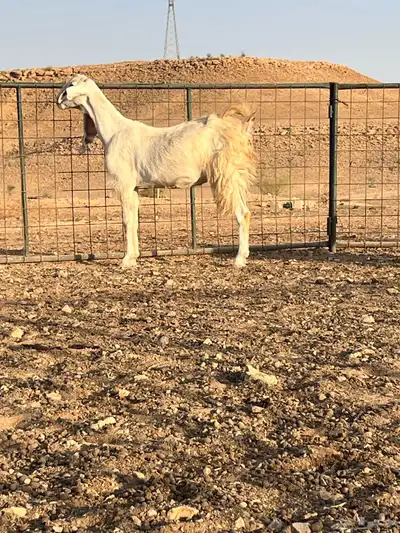 اللبيع معزا مشروكات كفو نوادر 3