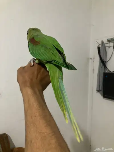 جده 0