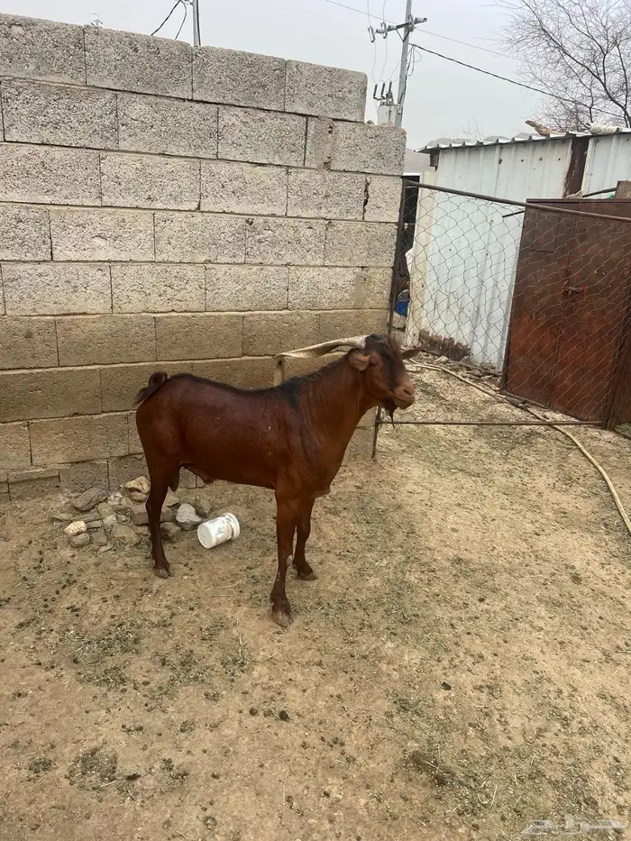 تيس فحل احمر 1