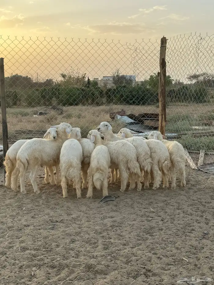 بهم 15