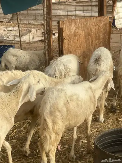 11حريات فيها رخال رباعيات دفيع ع530ريال 2