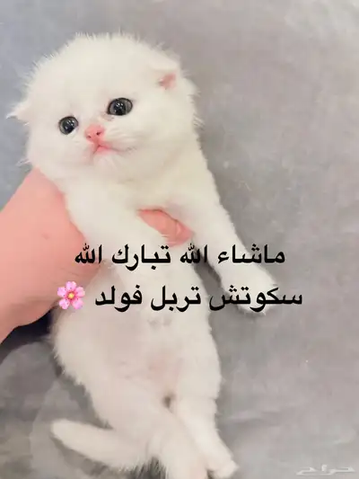 سكوتش 5
