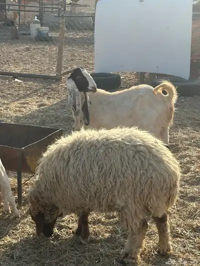 للبيع رخله 2