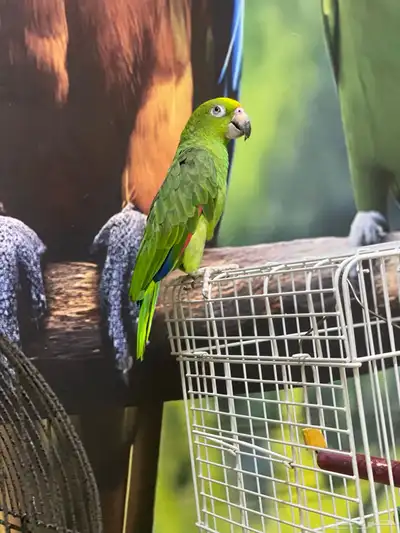 ببغاء امزوني يلوكراون 5