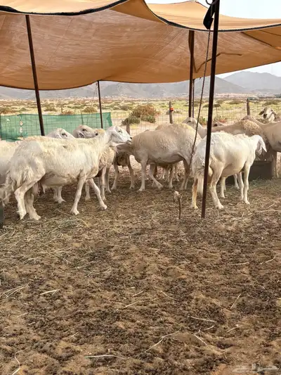 غنم حريه دفيع 25 19