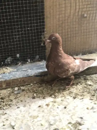 طير زاجل 0