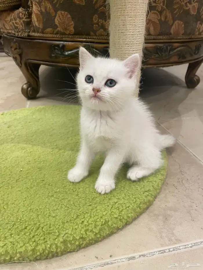 كيتن بيور بريتش للبيع 3