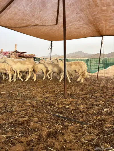 غنم حريه دفيع 25 21