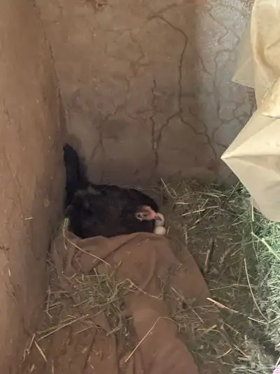 دجاج بلدي 3