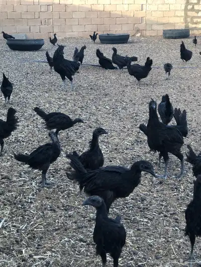 دجاج اندونيسي امبرقيني اصل 4