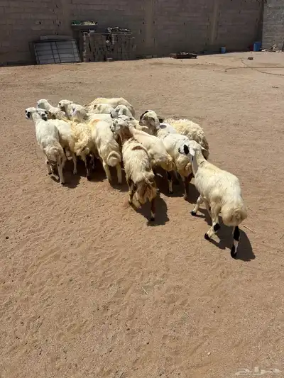 طليان ورخال 1