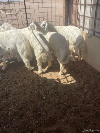 طليان 7
