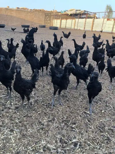 دجاج اندونيسي امبرقيني اصل 0