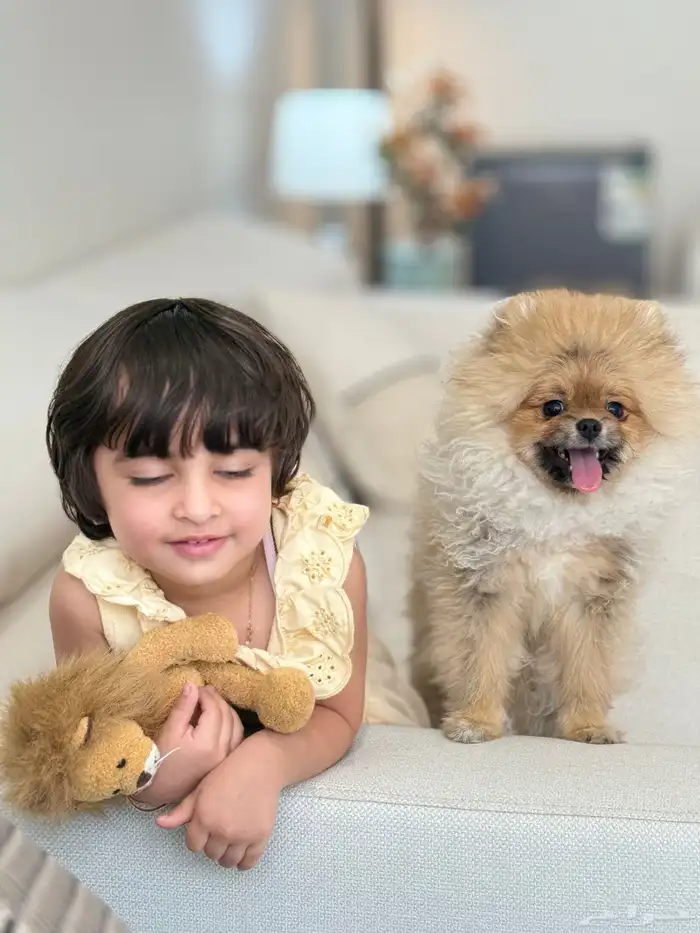 Lion - Pomeranian puppy ( mini size ) 1