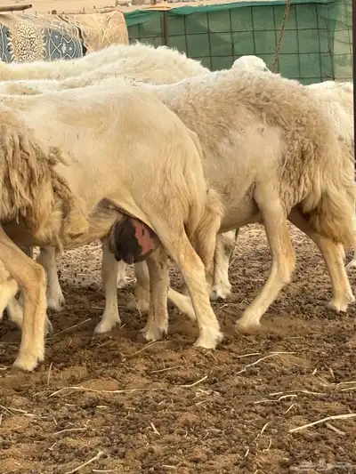 غنم حريه دفيع 25 8