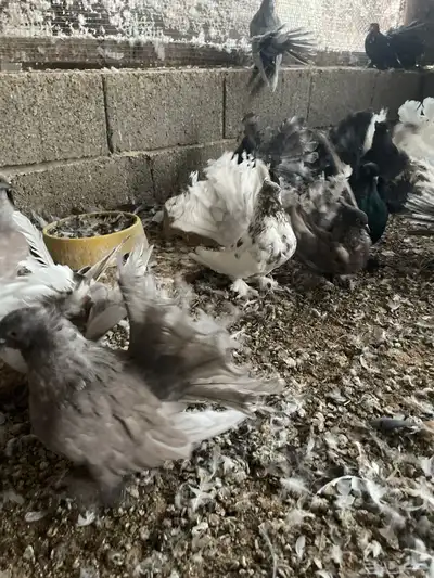 حمام شماسي امريكي جميع الاعما والاوان البيع سمح البيع جمله 6