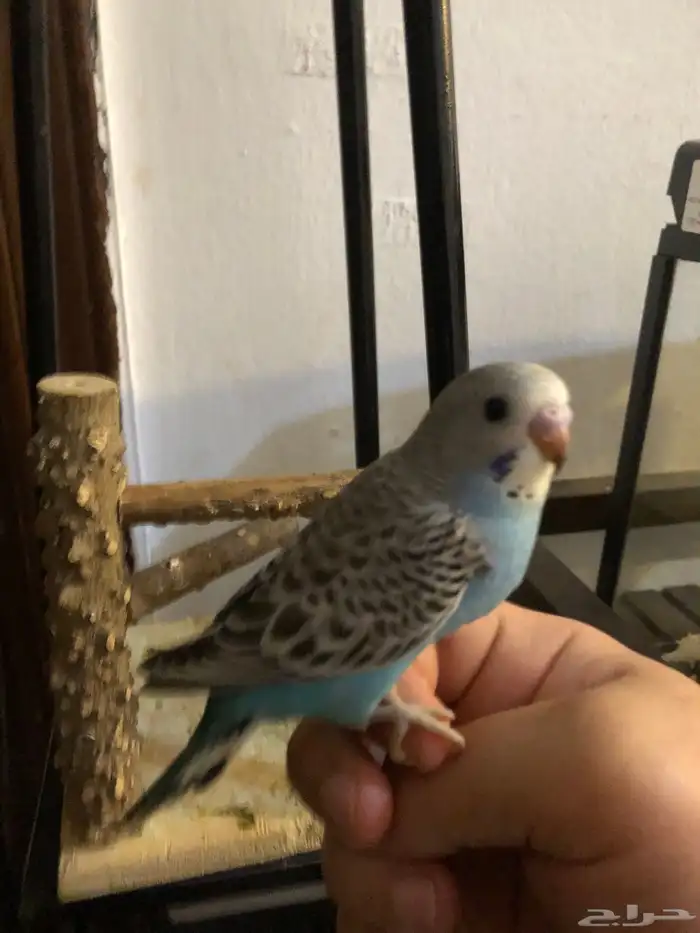 زوج بادجي مع فرخين غر 2