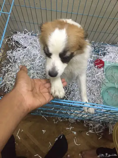 كلب بايبون معاه قفص متعود يروح حمام 4