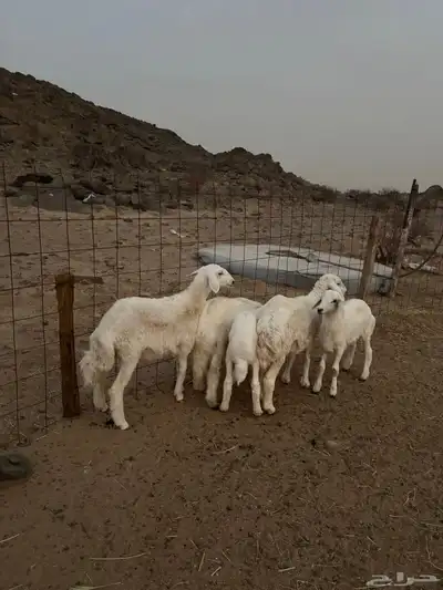 رخال للبيع 1