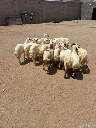 طليان ورخال 2