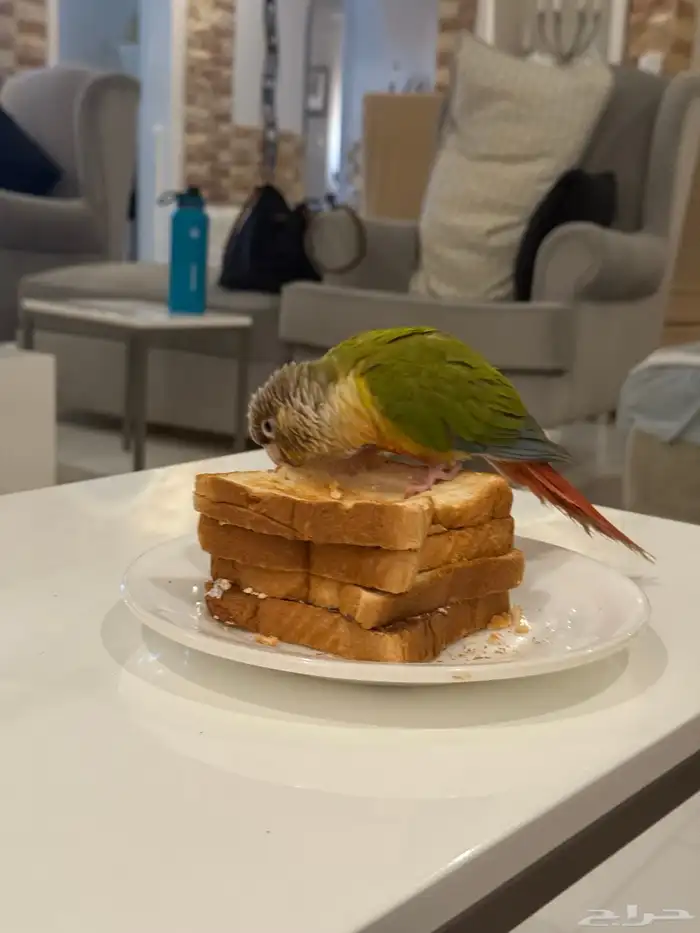 كنيور أناناس لعوب واليف ىسعر مغررري (تم البيع) 3