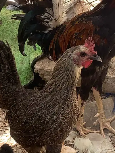 دجاج بلدي اصيل 2