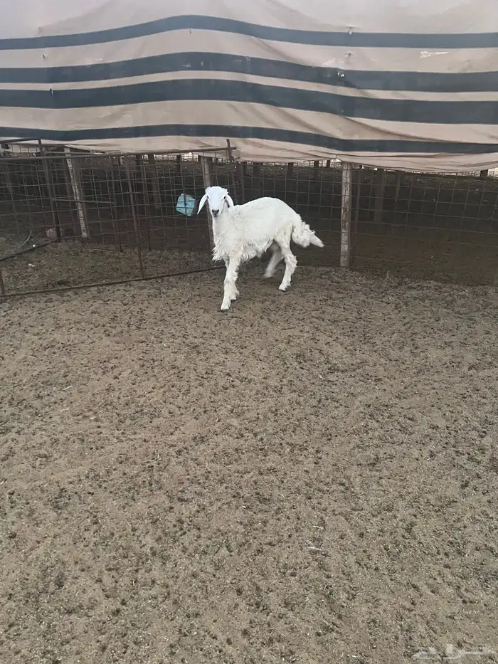 طلي حري(( تمم البييع)) 1