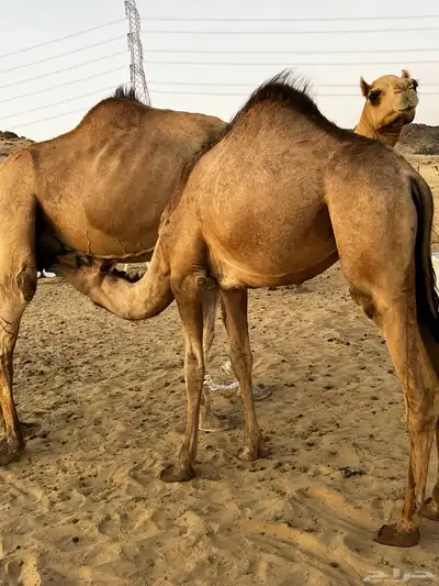 الي يدور الحشو الزينه على الحليب 0