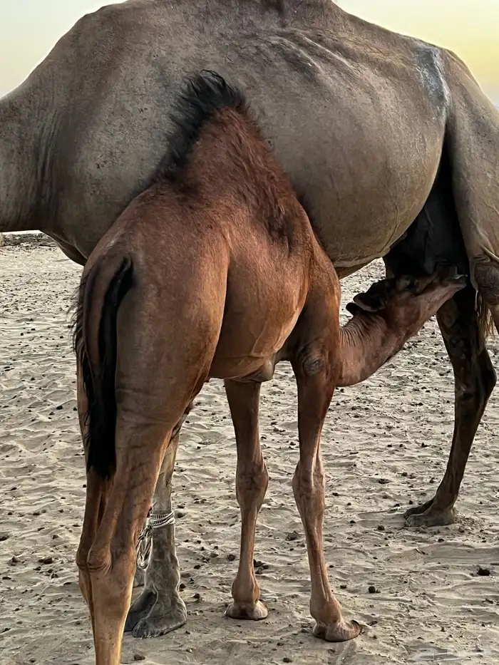 قعود وثلاث بكار للبيع على الحليب 1